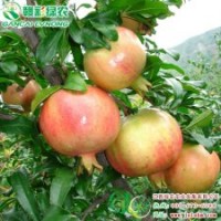 突尼斯軟子石榴 高檔石榴