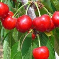 桃樹苗品種，桃樹苗價(jià)格如何？櫻桃樹苗基地