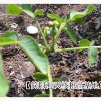 云南泡核桃苗：海天核桃苗價格優(yōu)惠，云南薄殼核桃苗