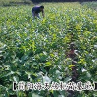 高產(chǎn)核桃苗｜早實核桃苗｜簡陽核桃苗出售