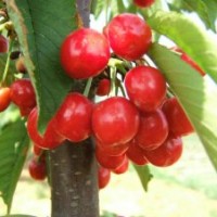 櫻桃苗批發(fā)|櫻桃苗種植技術(shù)|櫻桃苗品種