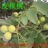 核桃苗核桃樹苗價(jià)格