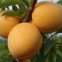 梨苗----晚秋黃梨，愛宕梨苗，黃金梨，秋月梨