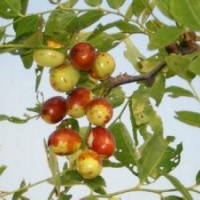 山西駿棗苗供應(yīng)|冬棗苗銷售|金絲棗苗價(jià)格