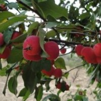 八棱海棠樹哪家好？