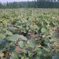 紅心獼猴桃桃苗