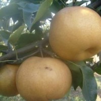 臨沂金秋香梨苗，晚秋黃梨苗，愛宕梨苗等梨苗大量供應