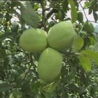 羅扶木瓜苗，長(zhǎng)俊木瓜苗，紅霞木瓜苗，長(zhǎng)香木瓜苗毒