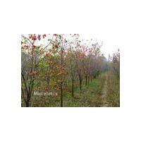供應山楂樹價格 5-6公分柿子樹 8-10公分柿子樹 柿子樹價格