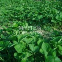 大量供應(yīng)草莓苗，
