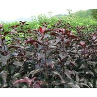 金紅123果樹(shù)苗