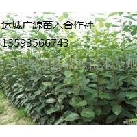 山西蘋果苗/蘋果苗出售/蘋果苗價格