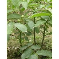 供應(yīng)嫁接核桃苗