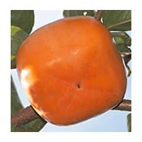 批發(fā)銷售桃樹苗1