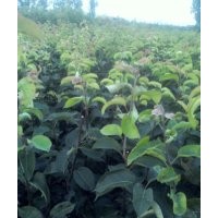 出售桃樹，梨樹蘋果樹山楂樹，板栗樹等