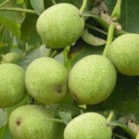 核桃苗_香玲核桃苗_8518核桃苗_優(yōu)質(zhì)嫁接核桃苗