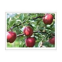 供應(yīng)蘋果苗，梨樹苗，杏樹苗