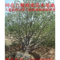 八棱海棠樹(shù)