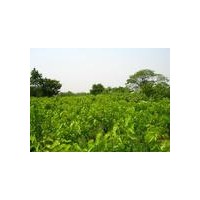 供應(yīng)柿子苗=柿子苗=柿子苗=柿子苗=柿子苗價(jià)格