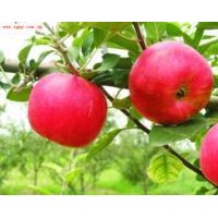 蘋果苗蘋果苗價(jià)格