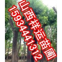 蘋果苗 國槐苗 核桃苗 海棠苗 五角楓苗 山桃苗