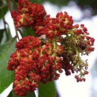 供應木瓜苗黃連木苗文冠果苗山西果樹苗山西綠化苗