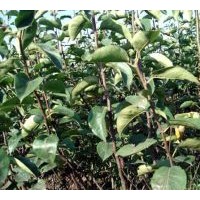 品種核桃苗，櫻桃苗，皂角苗，蘋果苗。