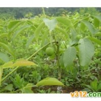 供應(yīng)核桃苗、國(guó)槐苗