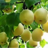梨樹苗出售、優(yōu)質(zhì)嫁接梨樹苗大量供應(yīng)