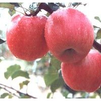 供應蘋果苗;桃樹苗,山楂苗，梨樹苗，