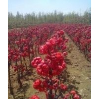 供應(yīng)甜茶小苗(牙嫁接),長(zhǎng)壽果,開(kāi)心果,垂絲,西俯,北美海棠