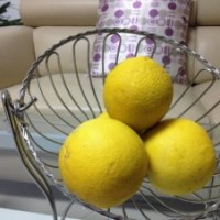 江蘇香櫞基地供應(yīng)香櫞果、香櫞種子