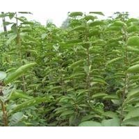 供應(yīng)直銷白皮松 櫻桃苗 蘋果苗 鈣果苗
