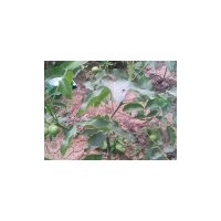 供應(yīng)山西核桃苗核桃苗價(jià)格