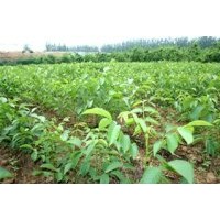 供應(yīng)核桃苗，核桃苗