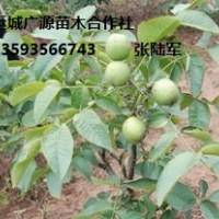 低價(jià)出售核桃苗、山西運(yùn)城廣源苗木合作社
