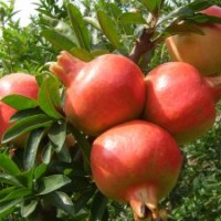 低價(jià)供石榴苗