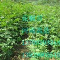 產(chǎn)地供應(yīng)花椒苗、花椒種子