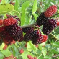 供應(yīng)果桑種植前景