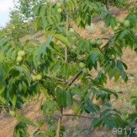 供占地核桃苗4-5-6-7-8-9-10公分核桃樹(shù)