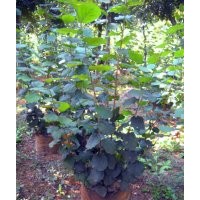 供應(yīng)歐洲榛子種苗5000株