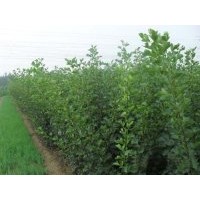 供應(yīng)蘋果苗蘋果苗圖片蘋果苗價格