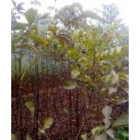 核桃實(shí)生苗