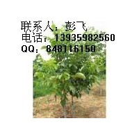 供應(yīng)鈣果苗鈣果樹苗山西鈣果苗價(jià)格