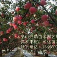 蘋果苗|優(yōu)質(zhì)蘋果苗|蘋果實生苗|蘋果嫁接苗|矮化蘋果苗