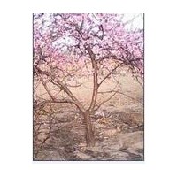 3公分桃樹-20公分桃樹價格