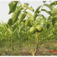 供應(yīng)薄殼香 遼核 中林 核桃苗