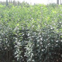 早中晚熟蘋果苗