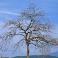 湖北柿子樹|柿子樹價(jià)格|柿子樹供應(yīng)