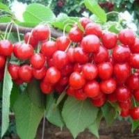 供應(yīng)葡萄苗紅提葡萄苗巨峰葡萄苗